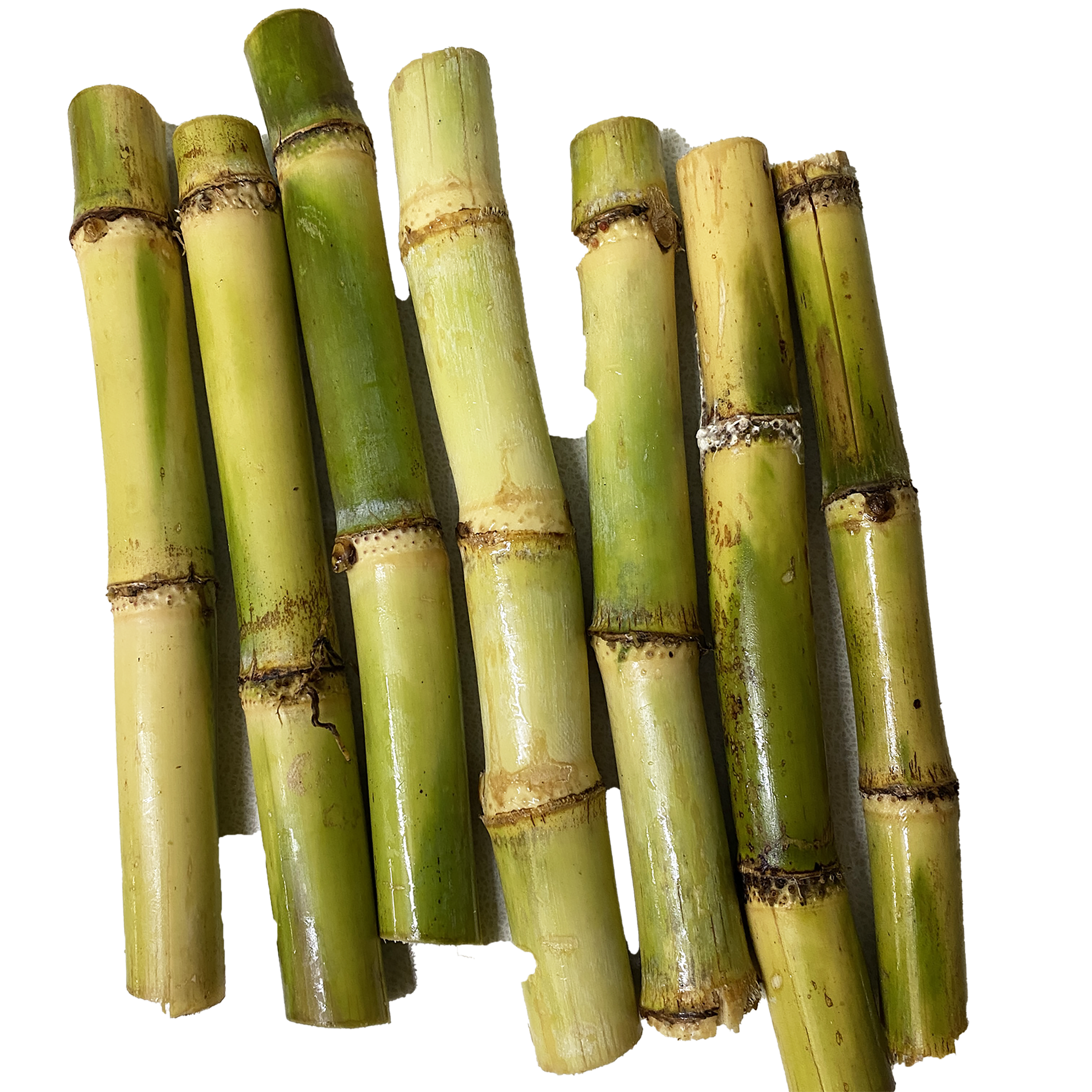 サトウキビ1の写真